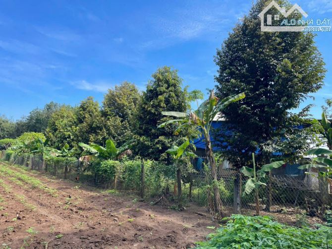 Bán Đất Thổ Cư Có Vườn Sầu Riêng, diện tích 339m2, Giá 830 triệu, Gần Chợ An Linh - 2