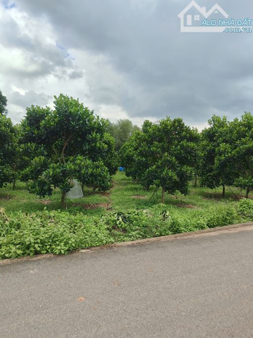 Đất trồng sẵn mít 343m2 (6x57) có 100m2 TC - Giá 690tr bao sổ Đường nhựa trước đất 10m - 2