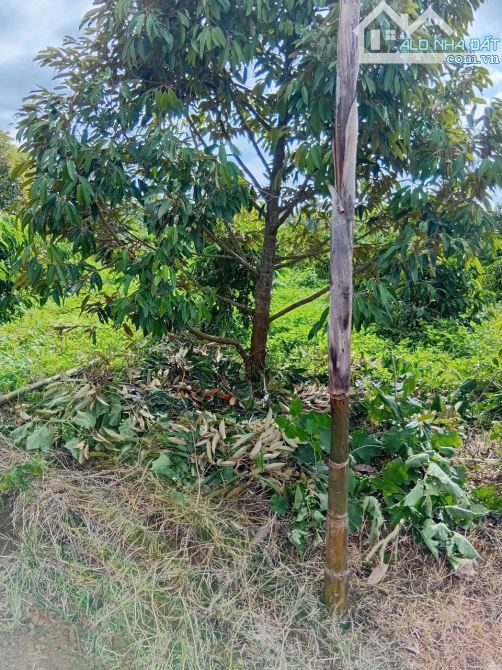 LÔ ĐẤT 2.6ha EAKIET GIÁ 175Triệu/ SÀO - ( thực tế 2,9ha) - 2