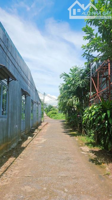 ĐẤT SIÊU RỘNG THÔN 8 CUEBUR 16,6X30 THỔ CƯ 100M2 GIÁ 1,95 TỶ. - 2