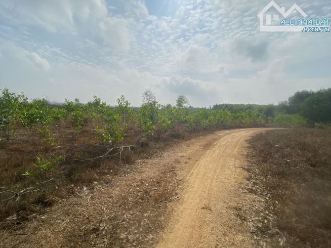bán 6800m2 đất có 70m mặt tiền đường hiển thị chỉ với giá 200 triệu cho 1000m2 - 2