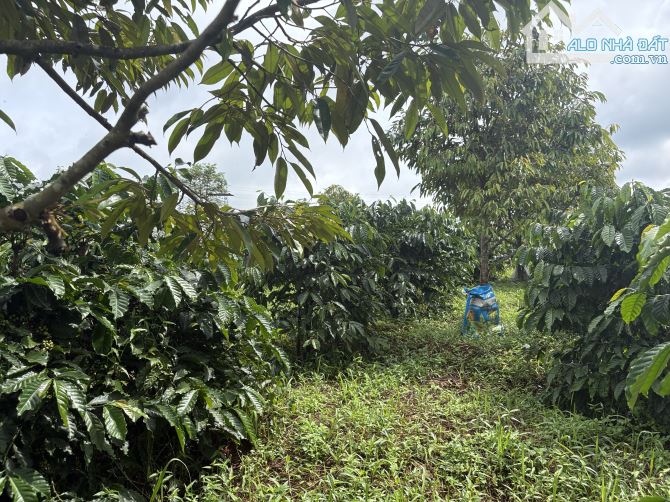 💥 3,2ha đất trống Ia Hrung gần ngã tư Hồ Chí Minh - 3