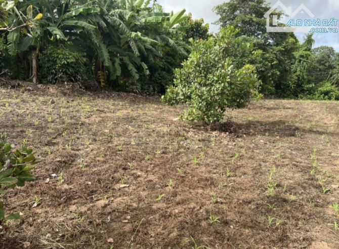 💥 Hơn 3,8ha đất rẫy trống Ia Ga, Chư Prông - 3
