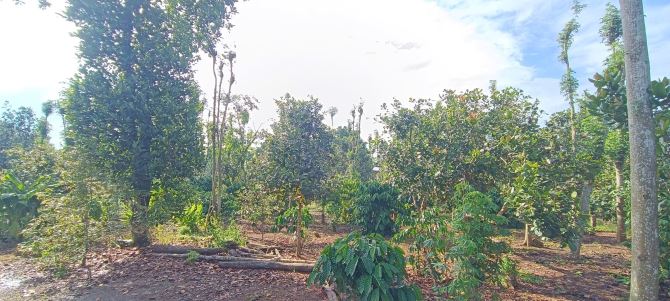 Bán 6 sào đất láng lớn, khu dân cư, đường nhựa, 6 tỉ - 3