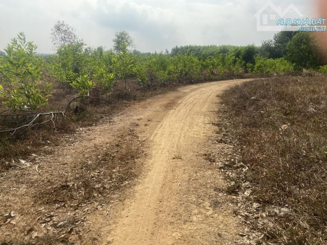 bán 6800m2 đất có 70m mặt tiền đường hiển thị chỉ với giá 200 triệu cho 1000m2 - 3