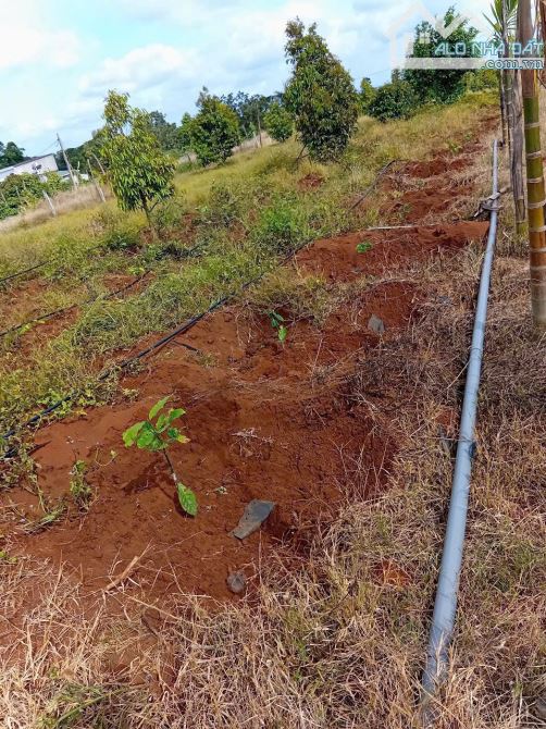 LÔ ĐẤT 2.6ha EAKIET GIÁ 175Triệu/ SÀO - ( thực tế 2,9ha) - 4