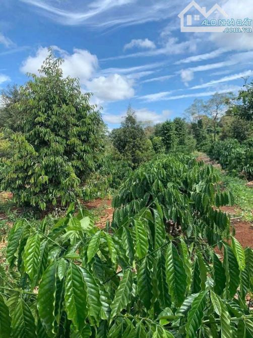 LÔ ĐẤT 2.6ha EAKIET GIÁ 175Triệu/ SÀO - ( thực tế 2,9ha) - 5