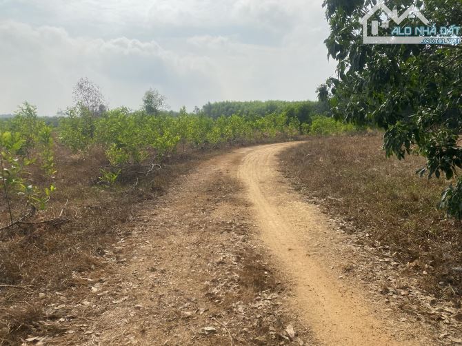 bán 6800m2 đất có 70m mặt tiền đường hiển thị chỉ với giá 200 triệu cho 1000m2 - 5