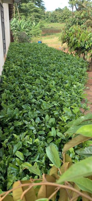 LÔ ĐẤT 2.6ha EAKIET GIÁ 175Triệu/ SÀO - ( thực tế 2,9ha) - 6