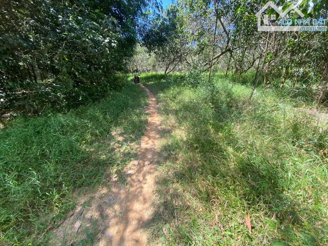 bán 6800m2 đất có 70m mặt tiền đường hiển thị chỉ với giá 200 triệu cho 1000m2 - 6