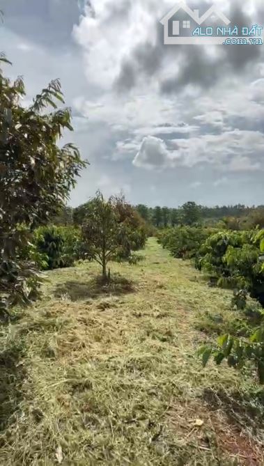 ĐẤT RẪY EAHDING 2.2Ha CƯMGAR - ĐAKLAK - 7