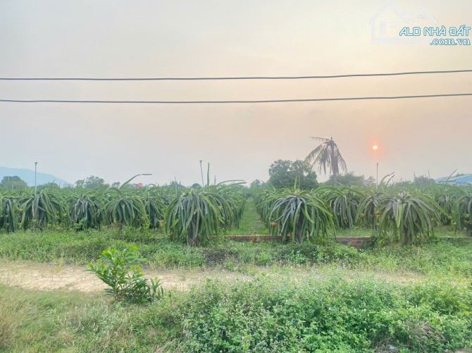 💥BÁN ĐẤT VƯỜN THANH LONG TƯƠI TỐT TẠI XÃ HÀM CƯỜNG - BÌNH THUẬN