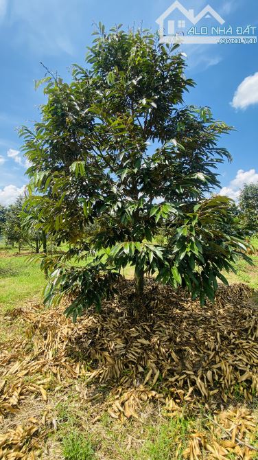 💥 BÁN 1.85 HA VƯỜN SẦU RIÊNG & CAU – XÃ QUẢNG HIỆP, CƯ M’GAR