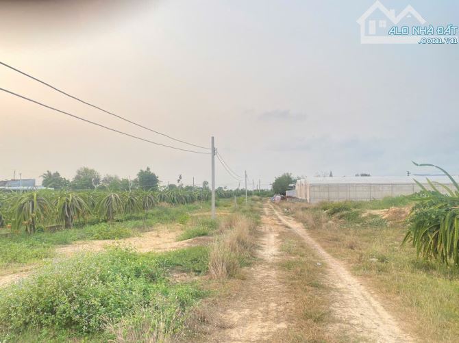 💥BÁN ĐẤT VƯỜN THANH LONG TƯƠI TỐT TẠI XÃ HÀM CƯỜNG - BÌNH THUẬN - 1