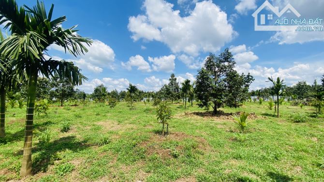 💥 BÁN 1.85 HA VƯỜN SẦU RIÊNG & CAU – XÃ QUẢNG HIỆP, CƯ M’GAR - 1