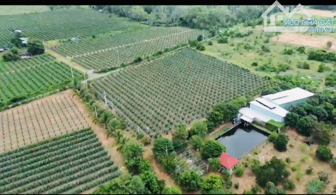 💥Bán trang trại 2ha2 tại xã Tiến Thành - TP Phan Thiết - 1
