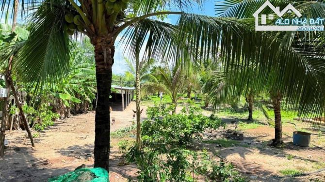 🏝️ BÁN ĐẤT HƯỚNG ĐÔNG NAM – PHƯỚC HẢI, 600M² (10x60), GẦN TL44B, GIÁ 2,5 TỶ - 1