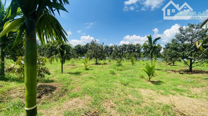💥 BÁN 1.85 HA VƯỜN SẦU RIÊNG & CAU – XÃ QUẢNG HIỆP, CƯ M’GAR - 2