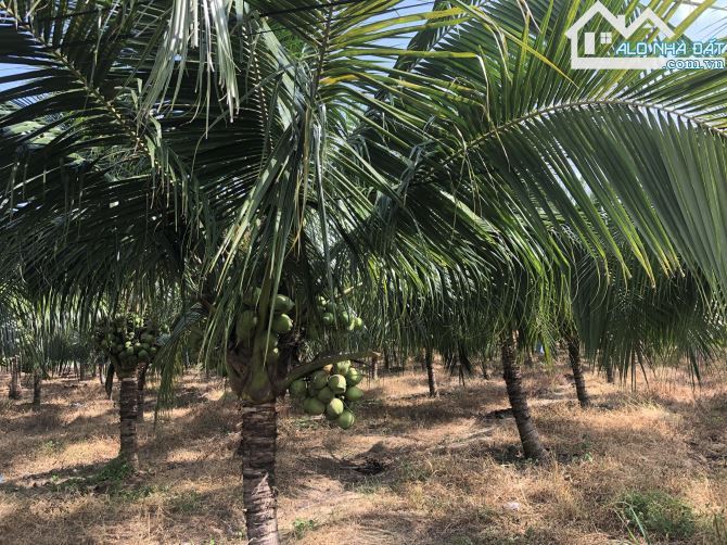 🏝️ BÁN ĐẤT HƯỚNG ĐÔNG NAM – PHƯỚC HẢI, 600M² (10x60), GẦN TL44B, GIÁ 2,5 TỶ - 2