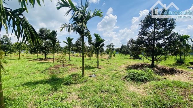 💥 BÁN 1.85 HA VƯỜN SẦU RIÊNG & CAU – XÃ QUẢNG HIỆP, CƯ M’GAR - 3