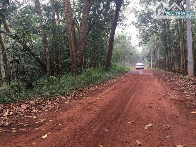 Bán 5,2 ha đất cao su ở xã Minh Hoà , huyện Dầu Tiếng , tỉnh Bình Dương giá 500n 1m2 - 3