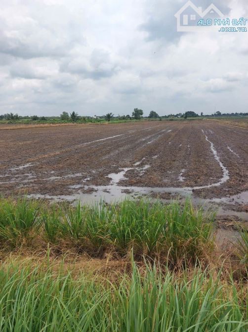 4871m2 đất lúa cạnh đường Vành Đai 3, xã Tân Hòa, Bến Lức, Long An giá 3,9 tỷ - 3