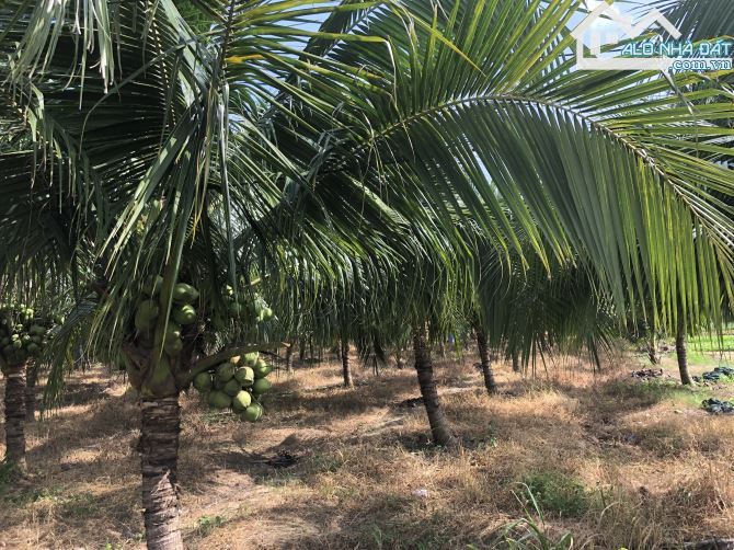 🏝️ BÁN ĐẤT HƯỚNG ĐÔNG NAM – PHƯỚC HẢI, 600M² (10x60), GẦN TL44B, GIÁ 2,5 TỶ - 3