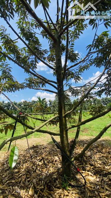 💥 BÁN 1.85 HA VƯỜN SẦU RIÊNG & CAU – XÃ QUẢNG HIỆP, CƯ M’GAR - 4