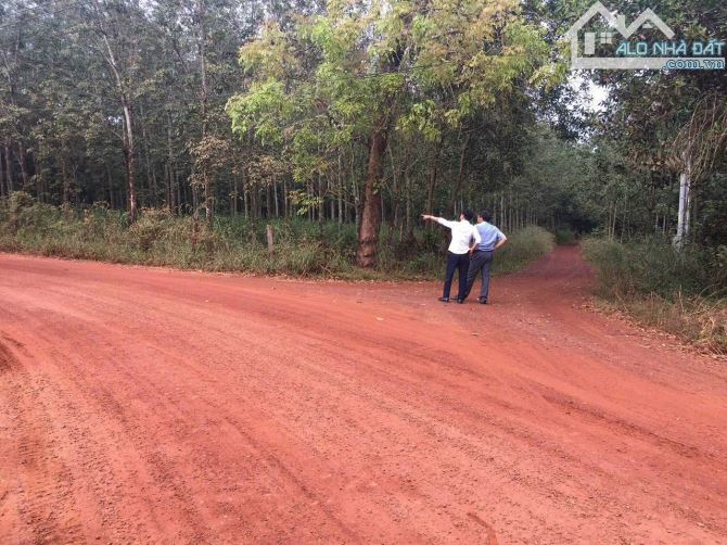 Bán 5,2 ha đất cao su ở xã Minh Hoà , huyện Dầu Tiếng , tỉnh Bình Dương giá 500n 1m2 - 4