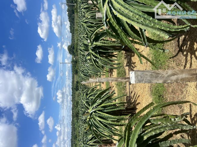 💥Bán trang trại 2ha2 tại xã Tiến Thành - TP Phan Thiết - 4