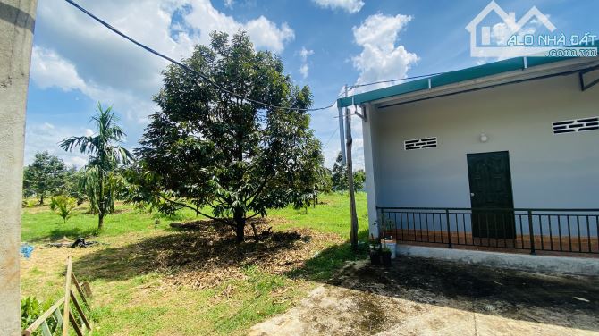 💥 BÁN 1.85 HA VƯỜN SẦU RIÊNG & CAU – XÃ QUẢNG HIỆP, CƯ M’GAR - 5
