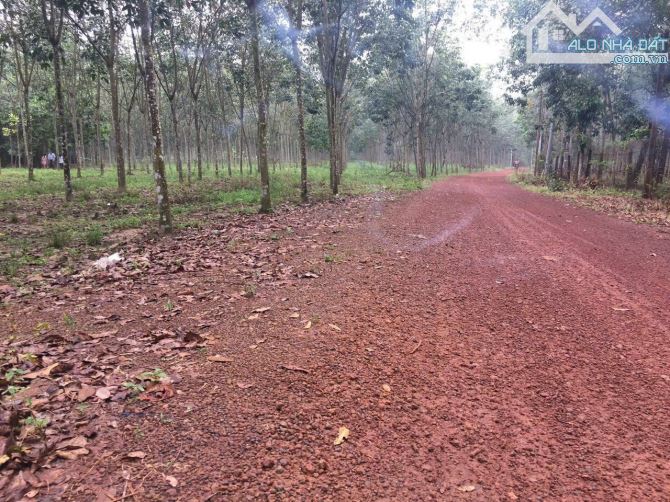 Bán 5,2 ha đất cao su ở xã Minh Hoà , huyện Dầu Tiếng , tỉnh Bình Dương giá 500n 1m2 - 5