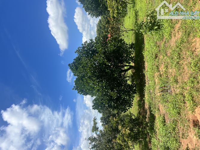 💥Bán trang trại 2ha2 tại xã Tiến Thành - TP Phan Thiết - 5
