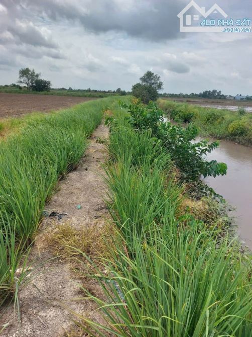 4871m2 đất lúa cạnh đường Vành Đai 3, xã Tân Hòa, Bến Lức, Long An giá 3,9 tỷ - 8
