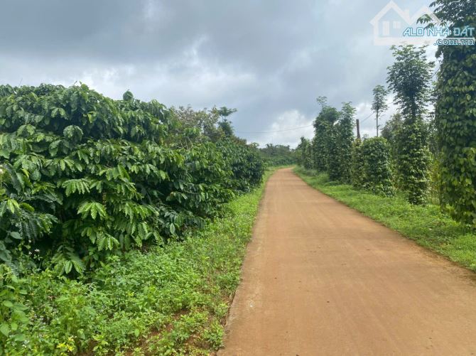 Cần bán 30m mặt tiền đường bê tông + 1,9 ha đất cà phê tại Đăk Nông
