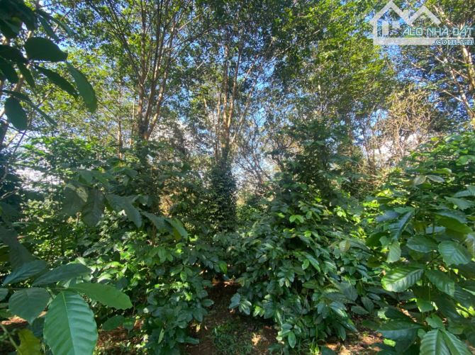 cần bán 4 ha rẩy cà phê chỉ cần cải tạo 1 năm cho nguồn thu mạnh