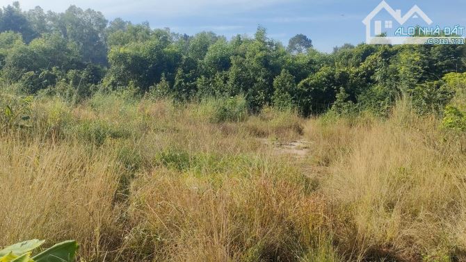 🌳 BÁN ĐẤT 1.261M-CÓ 300 THỔ-GIÁ: 7 TỈ - 2 MẶT TIỀN–GẦN KCN BÌNH SƠN,HÔNG ĐÔ THỊ STC