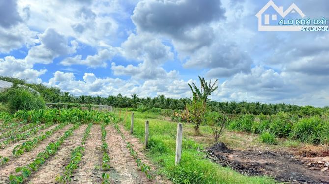 🏡 Bán đất TT Phước Hải – 1.108m², full thổ cư, khu nhà vườn biệt thự, giá 2,8 tỷ 🌿