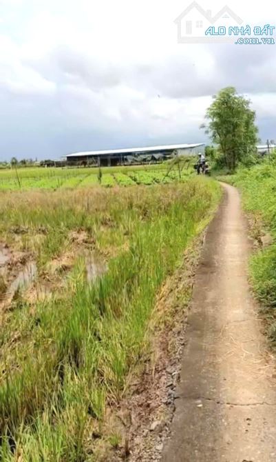 B.á.n 2,1 công đất cây giá chỉ 800tr tại Bình Ân, Gò Công Đông, Tiền Giang cũ