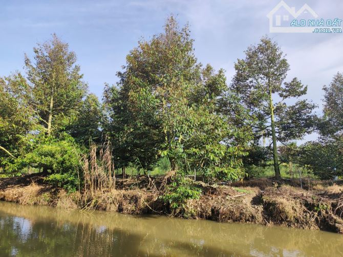 Bán hơn 6 công đất vườn sầu riêng đã cho trái có thổ cư