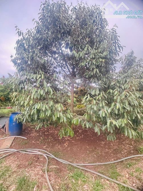 🌿 BÁN 8,5 SÀO RẪY ĐẸP TẠI BUÔN NAO B – XÃ EATU 🌿 - 1