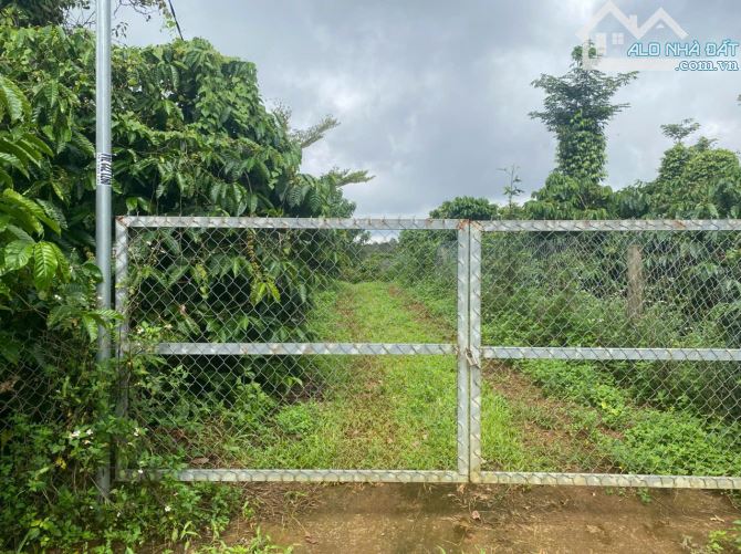 Cần bán 30m mặt tiền đường bê tông + 1,9 ha đất cà phê tại Đăk Nông - 1