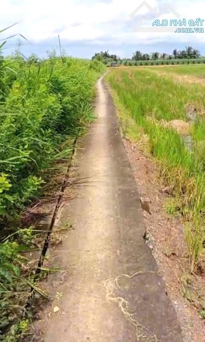 B.á.n 2,1 công đất cây giá chỉ 800tr tại Bình Ân, Gò Công Đông, Tiền Giang cũ - 1