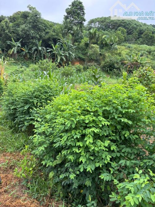 bán lô đất hiếm có tại Ngõ 1, xóm Núi – xã Minh Phú, Sóc Sơn. Diện tích: 1.540m vuong đét - 1