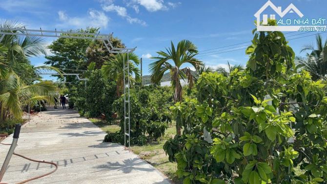 🌟 SIÊU ĐẸP Xã Phước Hải – 1000m², cách biển chỉ 3km, view núi Minh Đạm 🌊 - 1