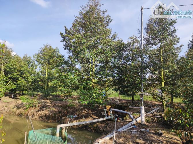 Bán hơn 6 công đất vườn sầu riêng đã cho trái có thổ cư - 1