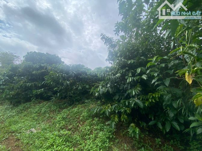 Cần bán 30m mặt tiền đường bê tông + 1,9 ha đất cà phê tại Đăk Nông - 2