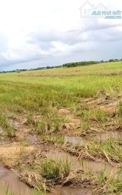 B.á.n 2,1 công đất cây giá chỉ 800tr tại Bình Ân, Gò Công Đông, Tiền Giang cũ - 2