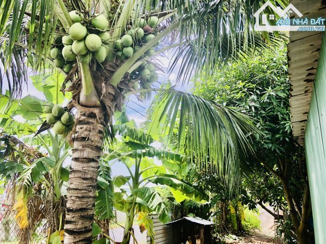 🌴 Đất Biển Phước Hải 500m² – Ngang 10m, vườn dừa, chỉ 5 phút ra biển 🌊 Giá 2.6 tỷ - 2