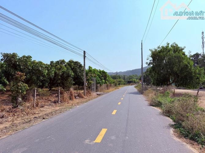 🌿 3 lô vườn xoài Phước Hải 556–610m² – View núi Minh Đạm, gần biển, giá chỉ từ 2.5 tỷ 🌴 - 2